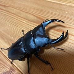 オオクワガタ81YGペア　取引中❗️
