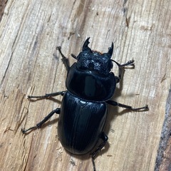 オオクワガタ81YGペア　取引中❗️
の画像