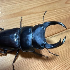 オオクワガタ81YGペア　取引中❗️
の画像