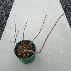 ハマナスの苗