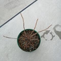 ハマナスの苗の画像