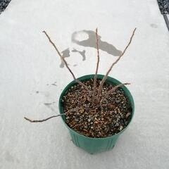 ハマナスの苗