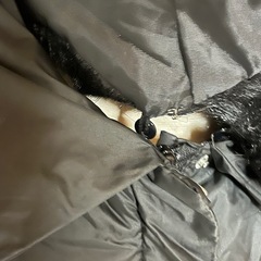 レディース ブラックファーコートの画像