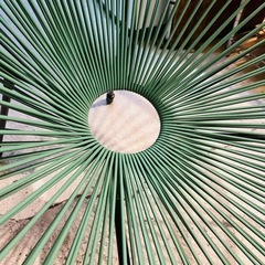 《売約済》【武蔵小山店】  アカプルコチェア　リプロダクト　ワイヤーチェア　PVC 検　屋外　ガーデンチェア　北欧　METROCS メトロクス　ラウンジチェア　イージーチェア　メキシコ　ビーチチェア　アイアン　の画像