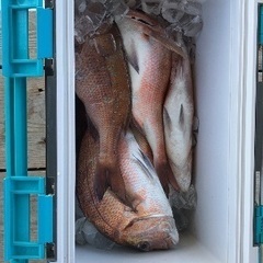 平日、一緒に釣りできる仲間募集！！