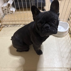 譲渡致します - さいたま市