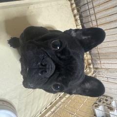 譲渡致します - 犬