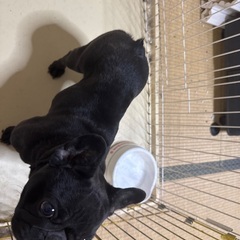 譲渡致します − 埼玉県