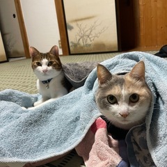お手伝いしたいです！