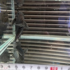 フェザーフィンシノドンティス　大型魚　水槽　熱帯魚 の画像