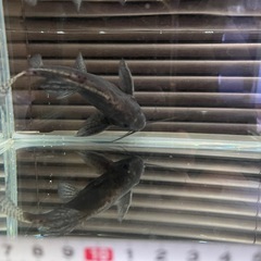 フェザーフィンシノドンティス　大型魚　水槽　熱帯魚 の画像