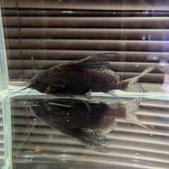 フェザーフィンシノドンティス　大型魚　水槽　熱帯魚 の画像