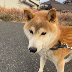 柴犬、オス、