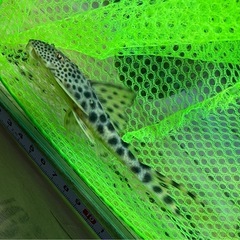 コロンビアビックスポットタイガープレコ　熱帯魚　水槽