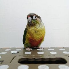ワキコガネインコ 1歳 オス