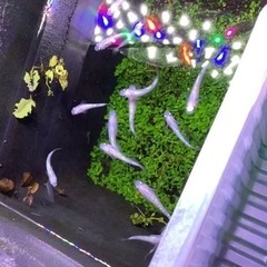 ピンクサファイア10匹の画像