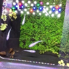 ピンクサファイア10匹の画像