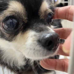 大人しいチワワちゃん（代理投稿です） - 犬