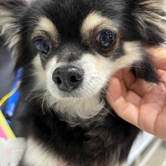 大人しいチワワちゃん（代理投稿です） - 葛飾区