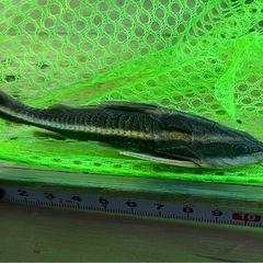 値下中　ストライプトーキングキャット　熱帯魚　大型魚　水槽