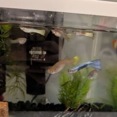 ①グッピーmix 譲ります。