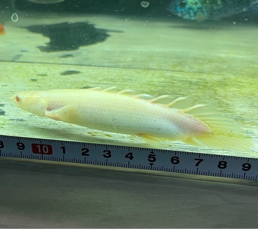 ポリプテルス　アルビノセネガルス ショートボディー　熱帯魚　大型魚