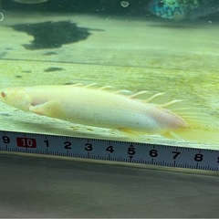 ポリプテルス　アルビノセネガルス ショートボディー　熱帯魚　大型魚の画像