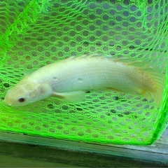 ポリプテルス　アルビノセネガルス ショートボディー　熱帯魚　大型魚の画像