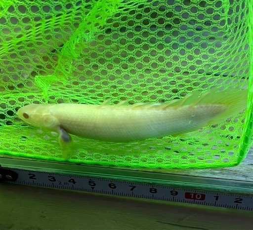 ポリプテルス　アルビノセネガルス ショートボディー　熱帯魚　大型魚