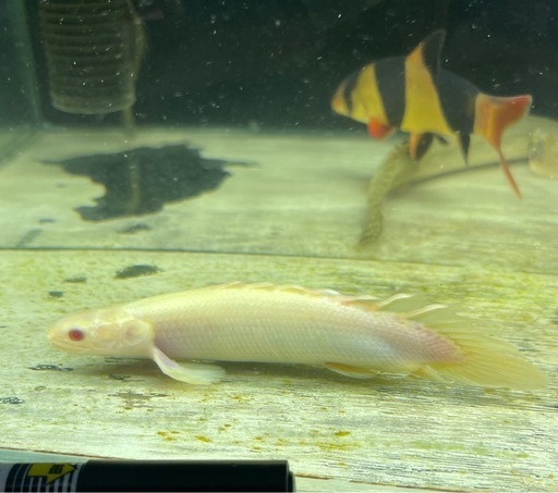ポリプテルス　アルビノセネガルス ショートボディー　熱帯魚　大型魚
