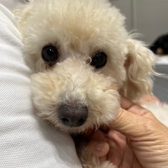 めっちゃ元気トイプー男子（代理投稿です）
