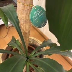 観葉植物　ドラセナの画像