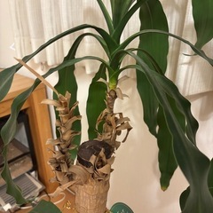 観葉植物　ドラセナの画像