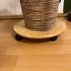 観葉植物　ドラセナの画像