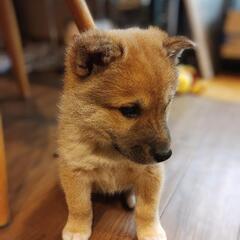 2ヶ月弱の男の子【オーゴ】