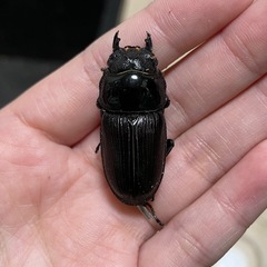 能勢SRオオクワガタ