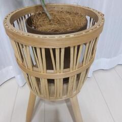 【決まりました】オリーブの木の画像