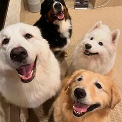 犬カフェ🐕️行きましょう
