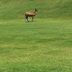 ⛳️平日水木ゴルフラウンドサークルメンバー募集⛳️ - メンバー募集