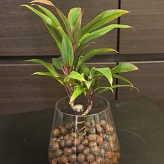 コルジリネ　ハイドロボールグラスの器 仕立て の画像