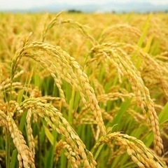 令和6年収穫コシヒカリ5kg🌾
