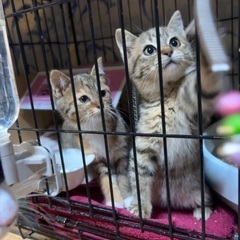 小さな♡2ヶ月の子猫5匹