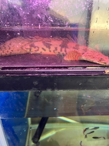 ドラゴンフィンエンドリ　　熱帯魚