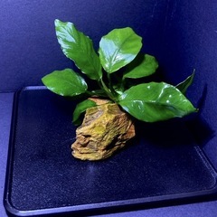 2)アヌビアスナナ キングコング 石巻き（2個）