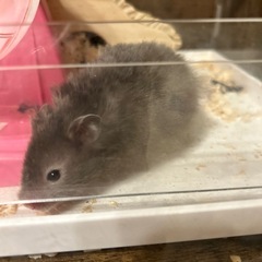 ゴールデンハムスター(ブラック)