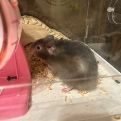 ゴールデンハムスター(ブラック) − 鳥取県