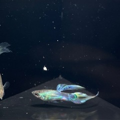 プラチナピンテールグッピー　稚魚