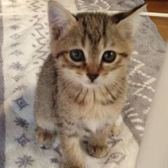 生後２ヶ月半クリスちゃん里親募集