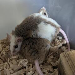 ヤワゲネズミ親子ペア