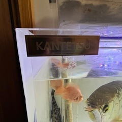 アクリル水槽　カンテツ